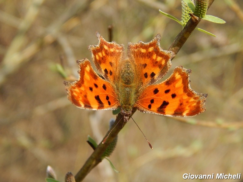 Polygonia c album